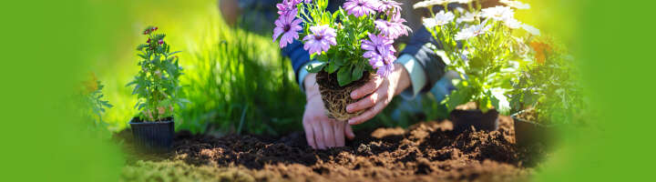 blumenerde kategorieeinstiegsbanner blumenerde kategorieeinstiegsbanner